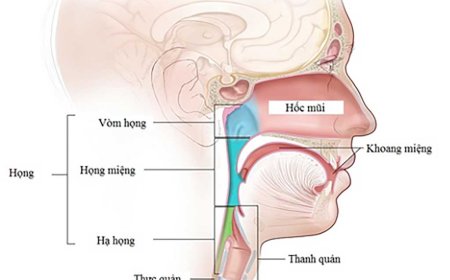 Cấu tạo vòm họng và các bệnh lý thường gặp