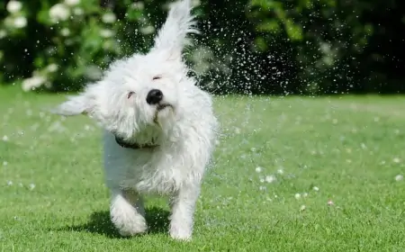 Cách Cung Cấp Đủ Nước Cho Làn Da - Chìa Khóa Cho Vẻ Tươi Trẻ Tự Nhiên