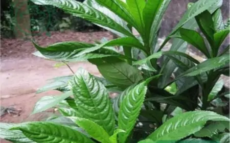 Cây xương sông và những công dụng cho sức khỏe